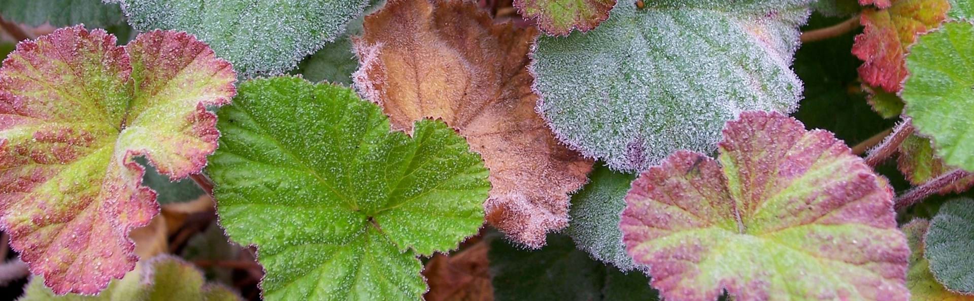 Growing and selling Melbourne's local native plants since 1984.