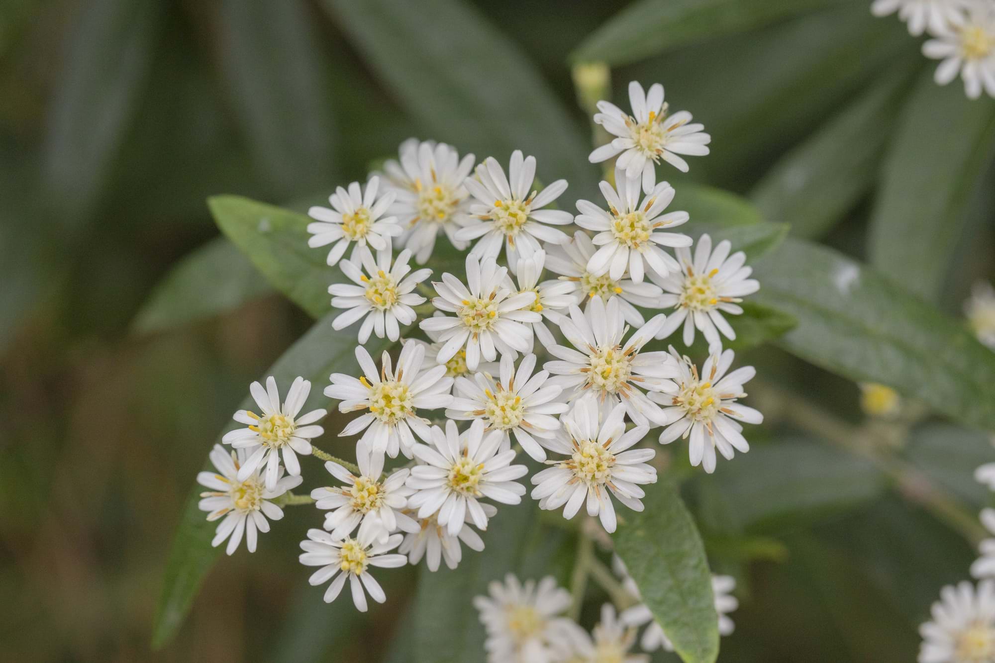 Growing indigenous plants for nature recovery since 1984.