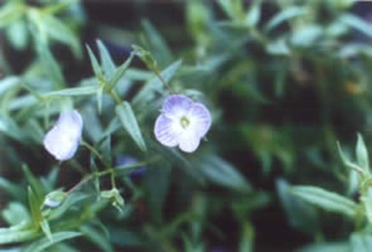 Veronica gracilis
