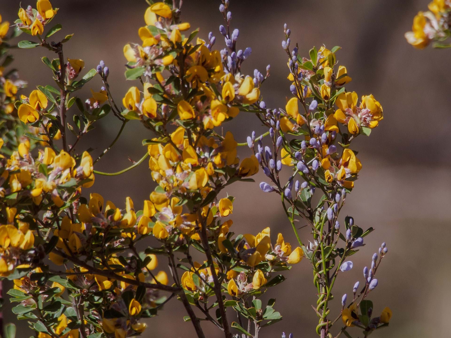 Growing indigenous plants for nature recovery since 1984.